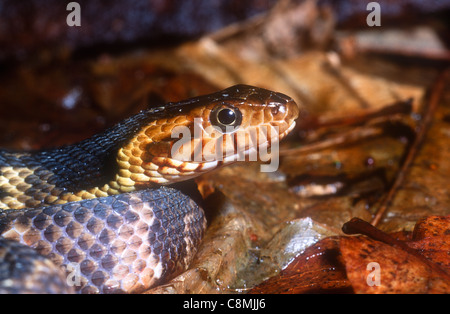 Breit-banded Wasserschlange, Nerodia Fasciata Confluens, SE Nordamerika Stockfoto