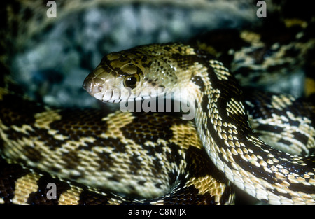 Sonora Gopher Snake, Pituophis Catenifer affinis Stockfoto