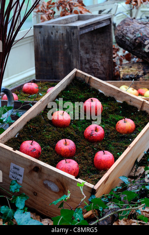 gespeichert in Moos Holzkisten Kisten Herbst ausgekleidet Äpfel anzeigen Anordnung zeigen schlechte unsachgemäße Fäulnis Stockfoto