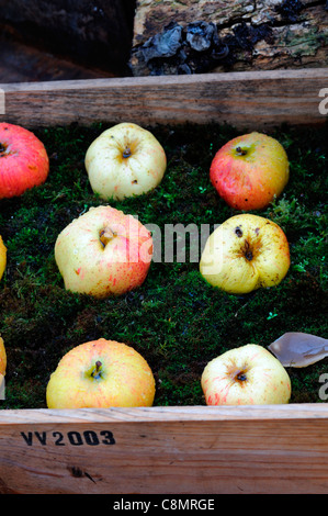 gespeichert in Moos Holzkisten Kisten Herbst ausgekleidet Äpfel anzeigen Anordnung zeigen schlechte unsachgemäße Fäulnis Stockfoto