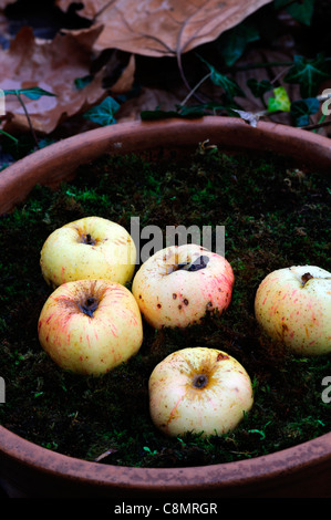 gespeichert in Moos Holzkisten Kisten Herbst ausgekleidet Äpfel anzeigen Anordnung zeigen schlechte unsachgemäße Fäulnis Stockfoto