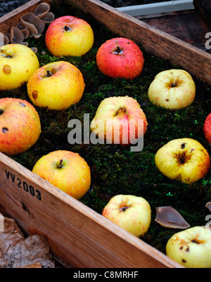 gespeichert in Moos Holzkisten Kisten Herbst ausgekleidet Äpfel anzeigen Anordnung zeigen schlechte unsachgemäße Fäulnis Stockfoto