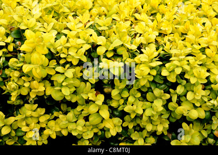 niedrige abgeschnittene Buxus box Hecke Closeup selektiven Fokus Evergreens Oberflächen Kanten Kanten perfekt Stockfoto