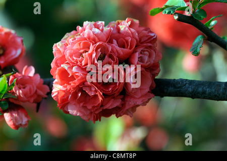 Chaenomeles Speciosa "Phyllis Moore" japanische blühende Quitte Sorte winterhart Strauch rote Blumen Frühling Blume Blüte Blüte Stockfoto