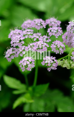 Chaerophyllum Hirsutum Roseum behaarte Kerbel Closeup Pflanzenportraits winzige blass rosa lila Blumen Stauden selektiven Fokus Stockfoto