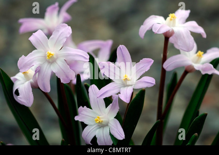 Der Schnee Blumenpracht Frühling Chionodoxa Forbesii 'Pink Giant' sy Scilla Forbesii 'Pink Giant' Blüte Blüte Stockfoto