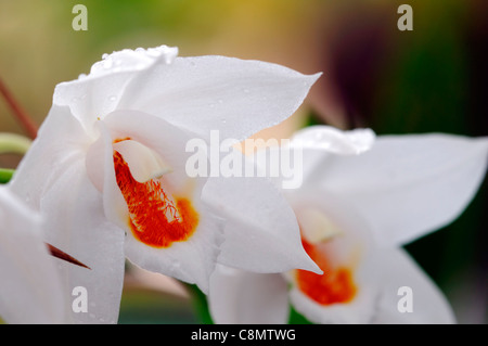 Coelogyne Mooreana Orchideen Arten Variante Sorte geöffnete Blüten blühen weiße Blüte orange Stockfoto