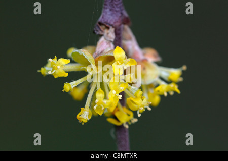 Cornus Mas Kornelkirsche Cherry Frühling Closeup selektiven Fokus gelbe sommergrüne Sträucher Bäume Blumen Blüte Blüten Stockfoto