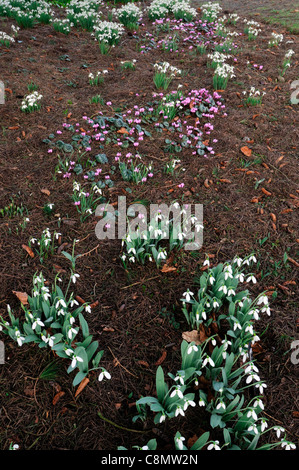 Cyclamen Coum mit Galanthus Winter Februar Schneeglöckchen weiße Alpenveilchen rosa Zwiebeln Porträts Kombinationen Pflanzengemeinschaften Stockfoto