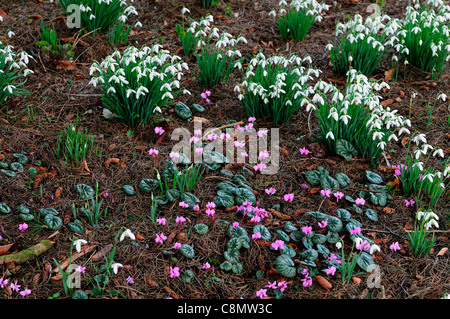 Cyclamen Coum mit Galanthus Winter Februar Schneeglöckchen weiße Alpenveilchen rosa Zwiebeln Porträts Kombinationen Pflanzengemeinschaften Stockfoto