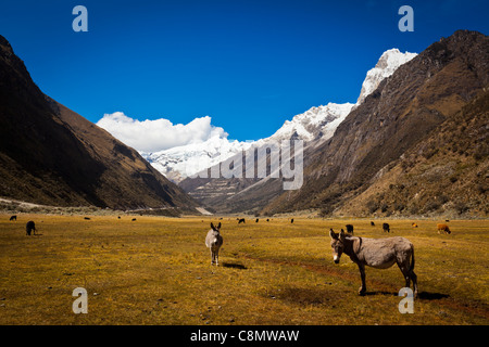 Pervian Andes Stockfoto