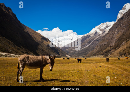 Pervian Andes Stockfoto