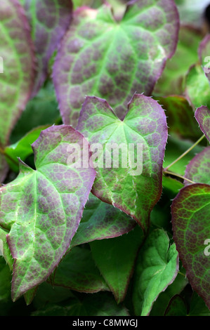 Epimedium Rubra Pflanze, die Porträts Closeup Frühling kann Blättern Bronze braun Blatt Bodendecker Bodendecker Laub rot Stockfoto