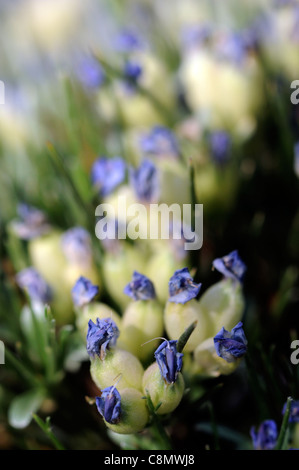 Erinacea Anthyllis Igel Besen blau Besen, Filiale Thorn blaue Spitzen Spitze gekrönt oberen weißen Blüten blühen Blüte Frühling Stockfoto