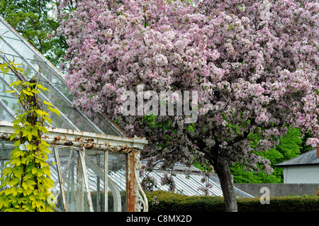 Rosa Apfelbaum, die Blüten neben verfallenen heruntergekommen wrought Eisen Gewächshaus Farmleigh Gärten Phoenix Park dublin Stockfoto