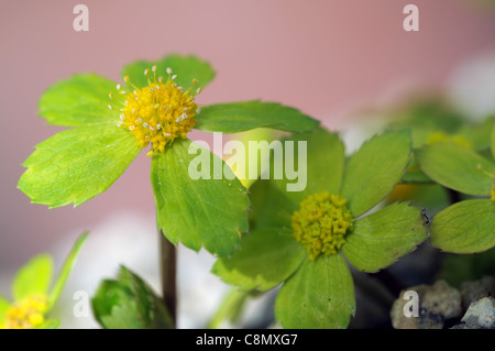 Hacquetia Epipactis Agm Closeup Tiefenschärfe gelb grün Blumen blühen Blüten Blütenblätter Laub Blätter Pflanzenportraits Stockfoto