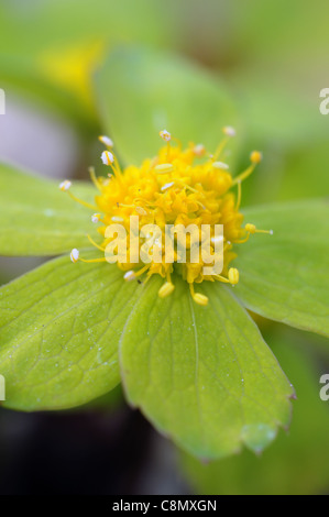 Hacquetia Epipactis Agm Closeup Tiefenschärfe gelb grün Blumen blühen Blüten Blütenblätter Laub Blätter Pflanzenportraits Stockfoto