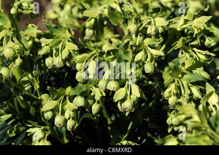 Helleborus Foetidus-stinkende Nieswurz Dungwort Bär Fuß Blumen blühen Blüte Frühling krautige mehrjährige Pflanze pendent Stockfoto