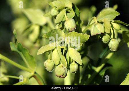 Helleborus Foetidus-stinkende Nieswurz Dungwort Bär Fuß Blumen blühen Blüte Frühling krautige mehrjährige Pflanze pendent Stockfoto