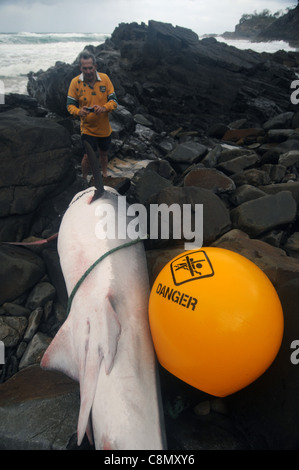 Tigerhai (Galeocerdo Cuvier) getötet durch Queenslands Shark Steuerungsprogramm, angeschwemmt in Noosa National Park Stockfoto