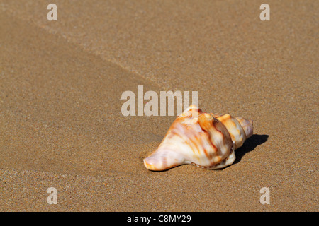 Big seashell on sandy beach Stockfoto