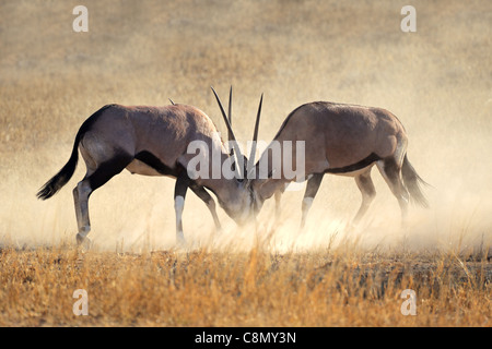 Zwei männliche Oryx Antilopen (Oryx Gazella) Kampf um Territorium, Kgalagadi Transfrontier Park, Südafrika Stockfoto