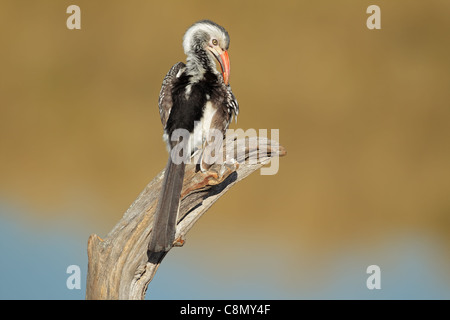 Rot-billed Hornbill (Tockus Erythrorhynchus) putzen, Südafrika Stockfoto
