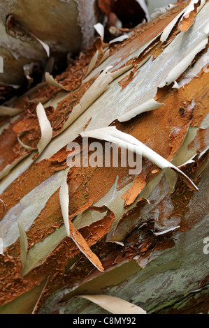 Luma Apiculata chilenischen Myrte Baum Frühling selektiven Fokus Closeup Bäume orange braun silbergrau abblätternde Rinde Filialen Stiele Stockfoto