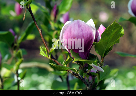 Magnolia X soulangiana Lennei Frühjahr Closeup selektiven Fokus Pflanzenportraits rosa Blumenblätter Bäume einzelne Stockfoto