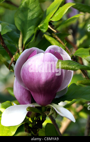 Magnolia X soulangiana Lennei Frühjahr Closeup selektiven Fokus Pflanzenportraits rosa Blumenblätter Bäume einzelne Stockfoto