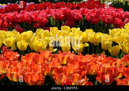 Tulipa Tulpe Apricot Orange Tagtraum Darwin-Hybrid-Gruppe mit gelben Westpoint Lilie Blumen und roten Eindruck Darwin Gruppe Stockfoto