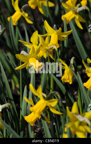 Narzisse Februar Gold Zwerg Cyclamineus Div 6 frühen Hybrid goldgelben Blüten Stockfoto