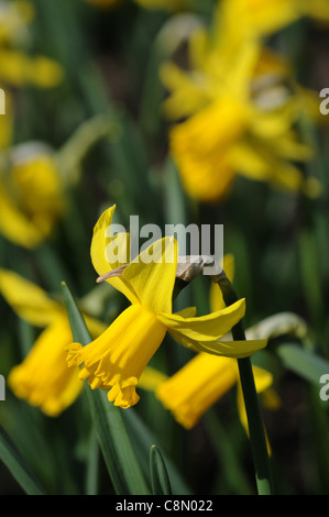 Narzisse Februar Gold Zwerg Cyclamineus Div 6 frühen Hybrid goldgelben Blüten Stockfoto