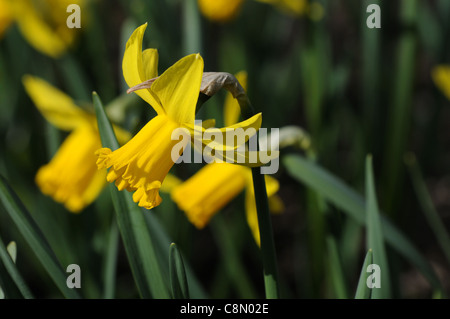 Narzisse Februar Gold Zwerg Cyclamineus Div 6 frühen Hybrid goldgelben Blüten Stockfoto