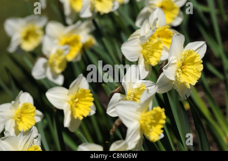 Narzisse Eis Torheiten Closeup selektiven Fokus weiße Creme gelb Pastell blasse Blüten Blütenblätter Porträts Frühling Blumenzwiebeln Narzissen Stockfoto