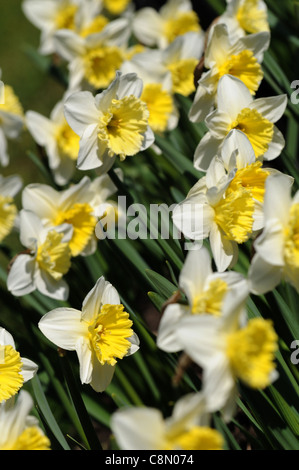Narzisse Eis Torheiten Closeup selektiven Fokus weiße Creme gelb Pastell blasse Blüten Blütenblätter Porträts Frühling Blumenzwiebeln Narzissen Stockfoto