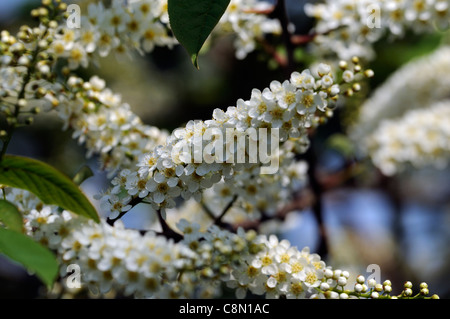 Prunus errötende Braut Oku Miyako 'Shogetsu' blühende Kirschbäume Baum Stockfoto