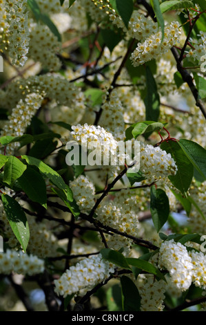 Prunus Padus Watereri AGM Bird Cherry Tree Creme Blumen spike Blütenstand lange schlanke Rispen duftende cremige weiße Blüten Stockfoto