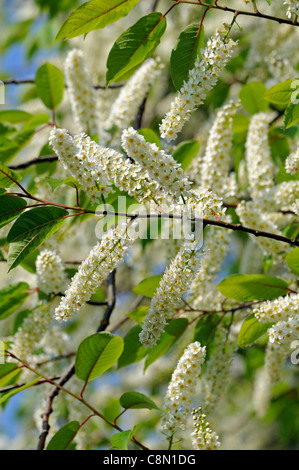 Prunus Padus Watereri AGM Bird Cherry Tree Creme Blumen spike Blütenstand lange schlanke Rispen duftende cremige weiße Blüten Stockfoto