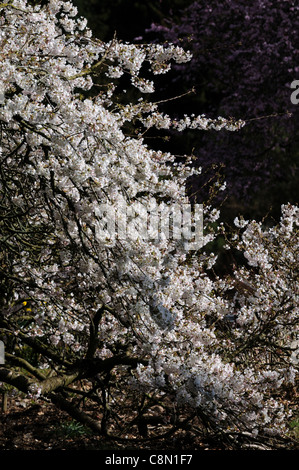 Prunus Yedoensis Somei Yoshino Cherry-Yoshino Hybrid Kirsche weiße Blüte Blüte zeitigen Frühjahr Stockfoto