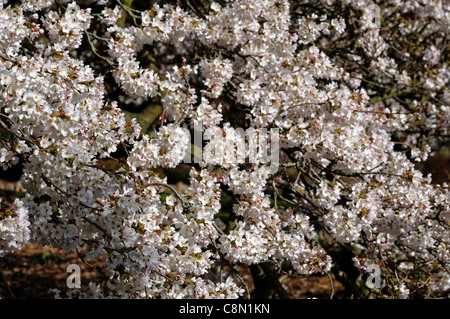 Prunus Yedoensis Somei Yoshino Cherry-Yoshino Hybrid Kirsche weiße Blüte Blüte zeitigen Frühjahr Stockfoto