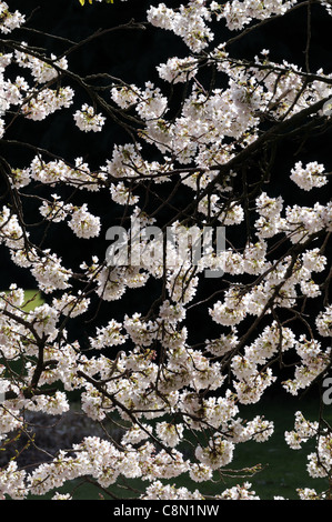 Prunus Yedoensis Somei Yoshino Cherry-Yoshino Hybrid Kirsche weiße Blüte Blüte zeitigen Frühjahr Stockfoto