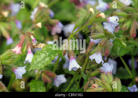 Pulmonaria Saccharata Lungenkraut Closeup Pflanze Porträts Stauden Blau Blumen Blüten Frühling Stockfoto