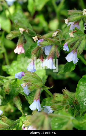 Pulmonaria Saccharata Lungenkraut Closeup Pflanze Porträts Stauden Blau Blumen Blüten Frühling Stockfoto