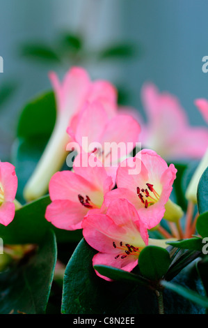 Rhododendron süße Seraphim Blumen rosa und weißen hautnah duftenden Untergattung hybrid Stockfoto