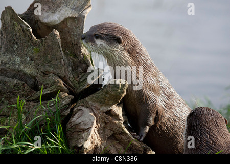 Orientalische kurze Krallen Otter Stockfoto