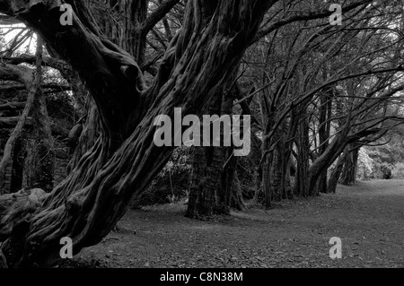 alten Taxus Baccata Eibe gesäumten Allee Weg Weg alte schwarz weiße Bild Stamm schattigen Schatten Kilmacurragh Arboretum wicklow Stockfoto