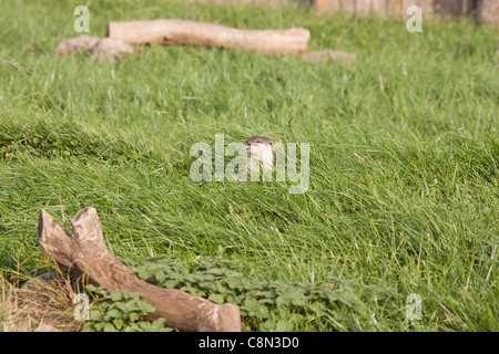 Orientalische kurze Krallen Otter Stockfoto