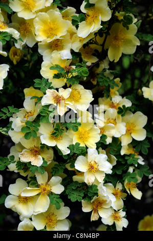 Rosa Xanthina Canary Bird gelbe Blume Strauch rose Cluster Blumen farnartige Laub wölbte dornigen stammt Stockfoto