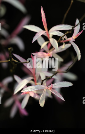 Spiraea Japonica Walluff weiß rosa neue Blätter mehrjährigen Strauch Stockfoto
